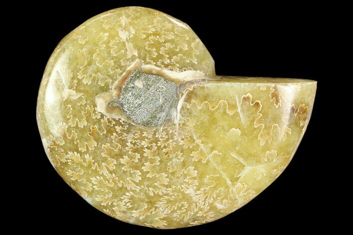 Polished, Agatized Ammonite (Cleoniceras) - Madagascar #119241